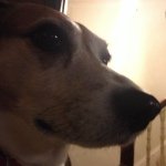 Daisy Rose Starkey - @dasiy_taylorstarkeys_dog - Instagram