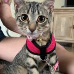 Stella Rose Starnes - @princessstellas9lives - Instagram