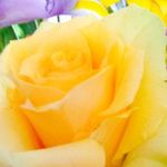 Rose Steele - @rsteele312 - Instagram