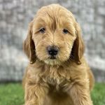 Pamela Rose Stenberg - @pamelathegoldendoodle - Instagram