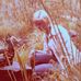 Rose Marie Stenberg - Facebook
