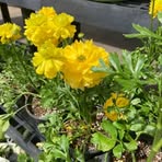Rose Sturgess - Facebook