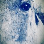 chloe nina rose Swenson - @chloe_supper - Instagram