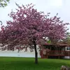 dawnroseswenson - @dawnroseswenson - TikTok