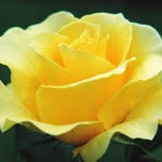 Rose Teague - @txgranny - Instagram