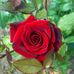 Rose Thao - Facebook