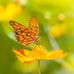 Rose Thao - Facebook