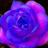 Rose Thorne - @rosesrize - TikTok