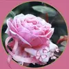 rosemarietimmerma5 - @rosemarietimmerma5 - TikTok