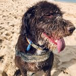 Rose Toal-Booth Labradoodle - @rose_labradoodle - Instagram