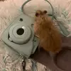 Elizabeth topper - @elizabeth.rose.topper - TikTok