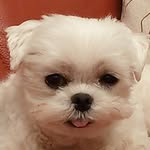 Rose Tsai - @rosetsai0304 - Instagram