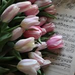 Tulips Rose - Facebook