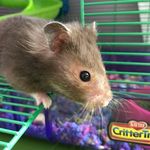 Skylar Rose Tuttle - @sky_tuttle_hamster - Instagram