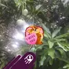 Rose Vallejo - @rose.vallejo0 - TikTok
