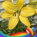 Rose Vandyke - Facebook