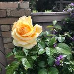 Rose Voigt - @rose_voigt123 - Instagram