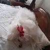 roselyvoigt - @roselyvoigt - TikTok