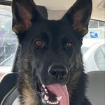 Carla Rose Voss - @hoppityacresrabbitry - Instagram
