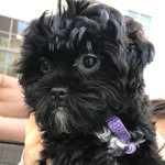 Chloe Rose Waldman-Ortiz💜 - @_chloerose_11 - Instagram