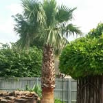 Rose and Ben Wallen - @rose_and_ben_succulents_cacti - Instagram