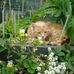 Rose Wallis - Facebook