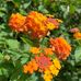 Rose Weser - Facebook