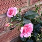 Rose Whiting - @rosejwhiting - Instagram