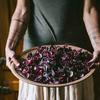 Rose Wilder - @rose.wilder - TikTok
