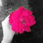 @rose_wind - Instagram