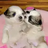 HninHnin71 - @rose_winter_ - TikTok