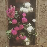 Rose winter 14 - @rose_winter14 - Instagram