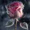 WinterxRose - @_winterxrose - TikTok