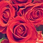 Rose Petal - @rose_of_wisdom - Instagram