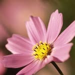 Rose Yu - @yroseyu - Instagram