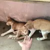 Rose yu - @rose.yu00 - TikTok