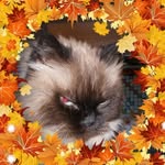 Roseann Barton - @sopheeol - Instagram