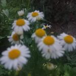 @_roseanne_collins - Instagram