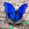 Roseanne Ellis - @roseanne.ellis0 - TikTok