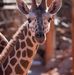 Roseann Snider Hansen - Facebook