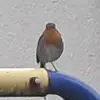 rtrtttt - @roseannlynch788 - TikTok