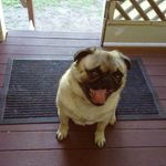 Mr. Pugsley - @roseannread51 - Instagram