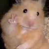 Rosella smith - @sarahdaisydude - TikTok