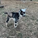 Roselynn Dean - Facebook