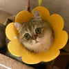 roselynlong35618 - @roselynlong35618 - TikTok