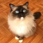 Roselyn Young - @roselyn_young - Instagram