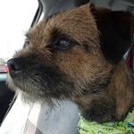 Rosemarie J Baker - @border_terrier_mad - Instagram