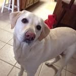 RoseMarie DiBartolo McCort - @rosemariedibartolo - Instagram