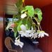 Rosemarie Jacobs - Facebook