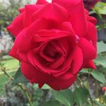 Rose__ - @rosemarielonguy - Instagram